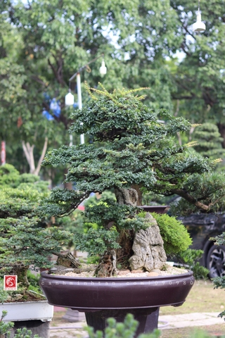 BST23 - Cần Thăng Bonsai