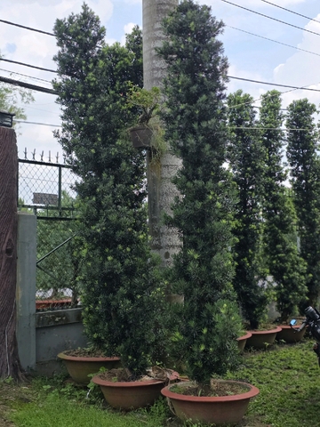 Vạn Niên Tùng C-CQ-VNT-001