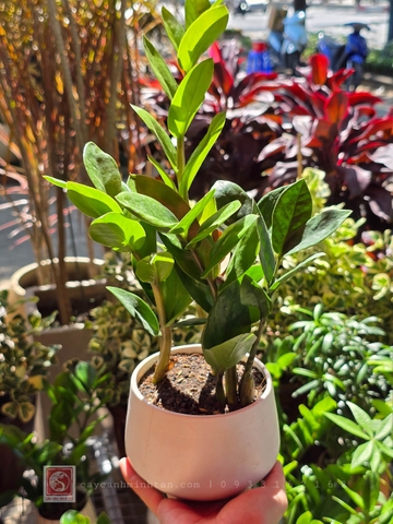 Kim Tiền để bàn