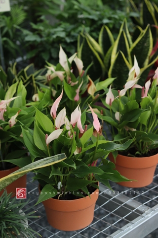 Hồng Môn nước để bàn