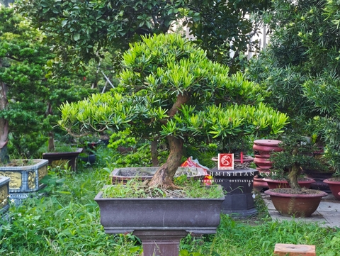 Tùng Đài Loan E-BS-TĐL-001