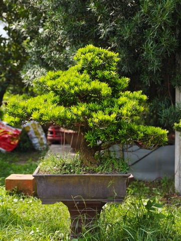 Tùng Kim Cương E-BS-TKC-001