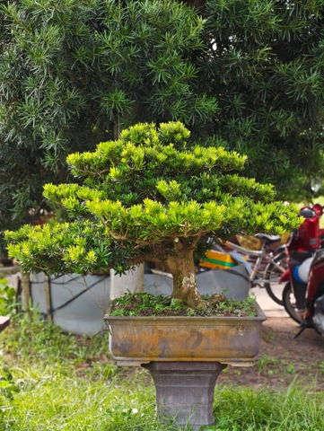 Vạn Niên Tùng E-BS-VNT-001