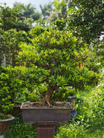 Vạn Niên Tùng E-BS-VNT-002