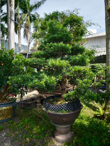 Tùng Đài Loan E-CQ-TĐL-001
