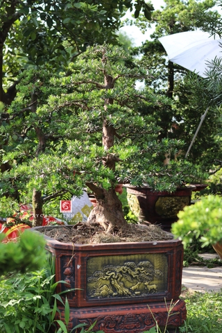 Tùng Kim Cương E-DT-TKC-002