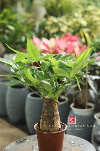 Kim Ngân củ để bàn