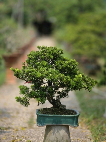 Tùng Kim Cương G-BS-TKC-002