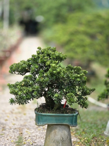 Tùng Kim Cương G-BS-TKC-003