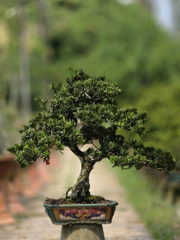 Tùng Kim Cương G-BS-TKC-004