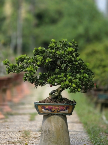 Tùng Kim Cương G-BS-TKC-005