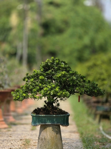 Tùng Kim Cương G-BS-TKC-006