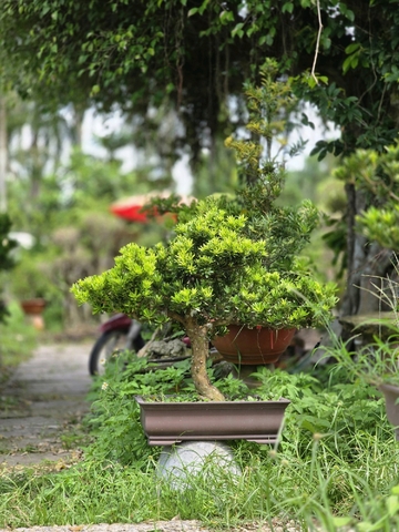 Tùng Kim Cương G-BS-TKC-007