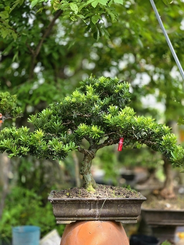 Tùng Kim Cương G-BS-TKC-008