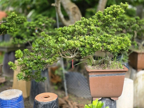 Tùng Kim Cương G-BS-TKC-009