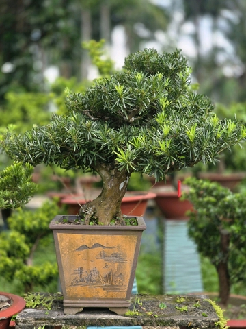Vạn Niên Tùng G-BS-VNT-001