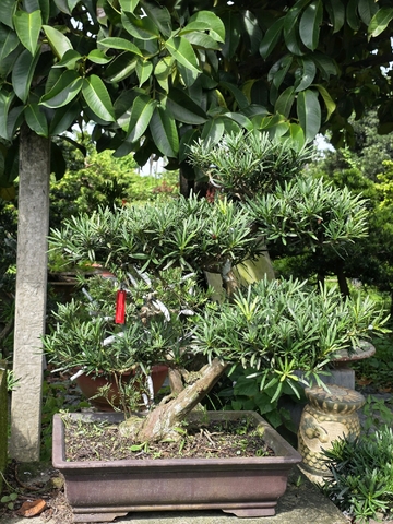 Vạn Niên Tùng G-BS-VNT-002