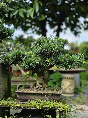 Vạn Niên Tùng G-BS-VNT-003