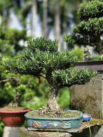 Vạn Niên Tùng G-BS-VNT-004