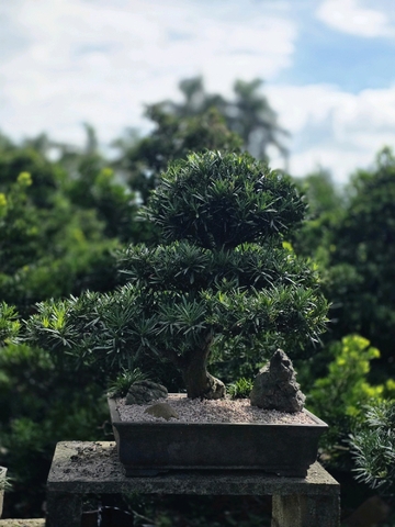 Vạn Niên Tùng G-BS-VNT-005