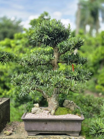 Vạn Niên Tùng G-BS-VNT-006