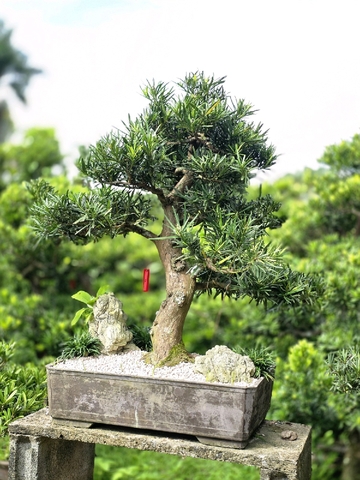 Vạn Niên Tùng G-BS-VNT-007