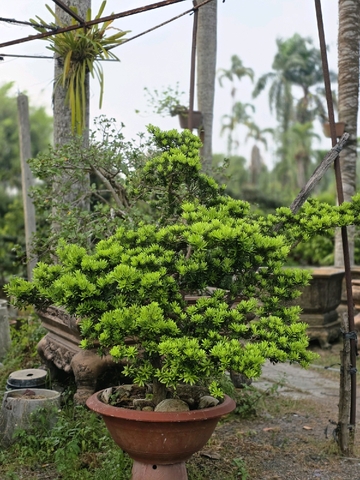 Tùng Kim Cương G-CQ-TKC-001