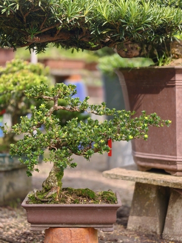Tùng Trân Châu H-BS-Tung-001