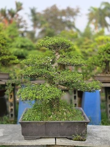 Mai Chiếu Thủy H-K-MCT-002