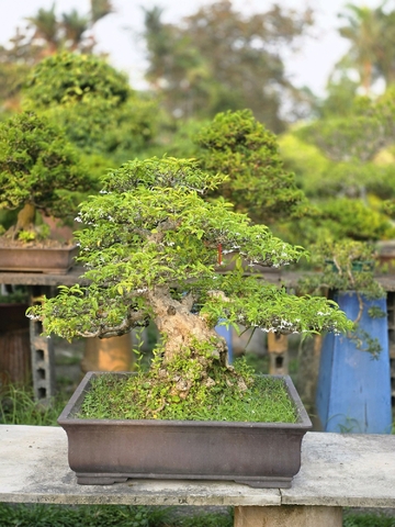 Mai Chiếu Thủy H-K-MCT-003