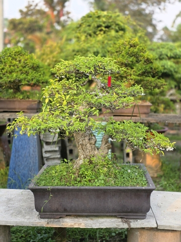 Mai Chiếu Thủy H-K-MCT-004