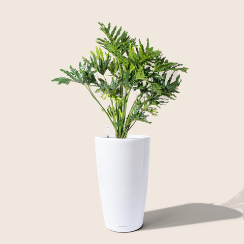 Chậu nhựa tự tưới Premium HG