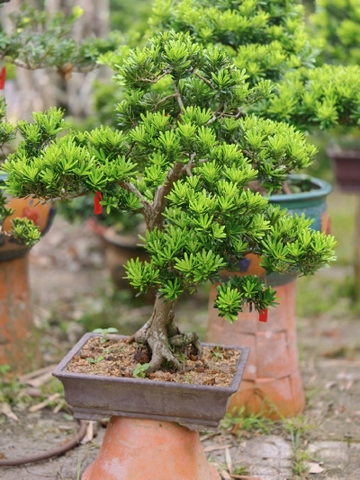 Tùng Kim Cương I-BS-TKC-001
