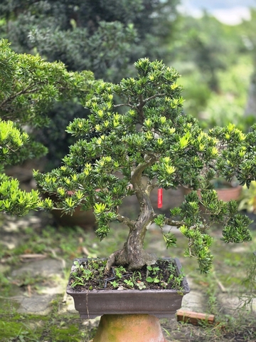 Tùng Kim Cương I-BS-TKC-001