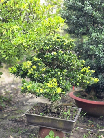 Tùng Kim Cương I-BS-TKC-003