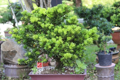 Tùng Kim Cương I-BS-TKC-004