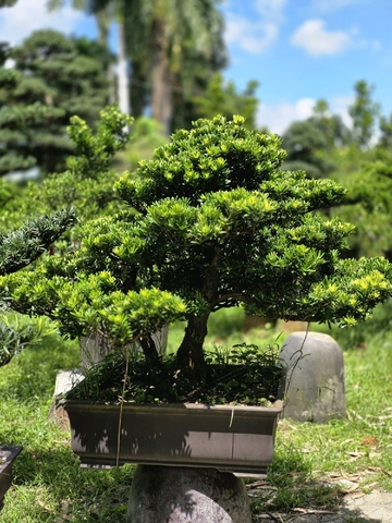 Tùng Kim Cương I-BS-TKC-005