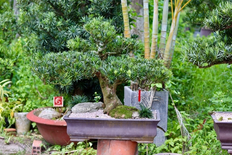 Tùng Ngọc Bích I-BS-TNB-002