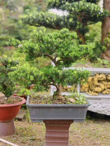 Tùng Ngọc Bích I-BS-TNB-003