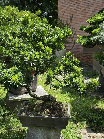 Tùng Đọt Đỏ I-BS-Tung-001