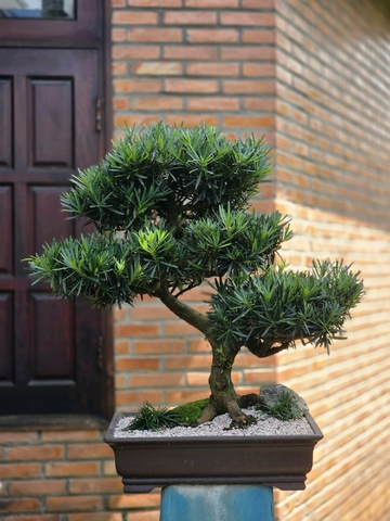 Vạn Niên Tùng I-BS-VNT-001