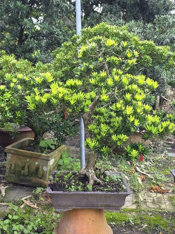 Tùng Kim Cương I-BS-TKC-007