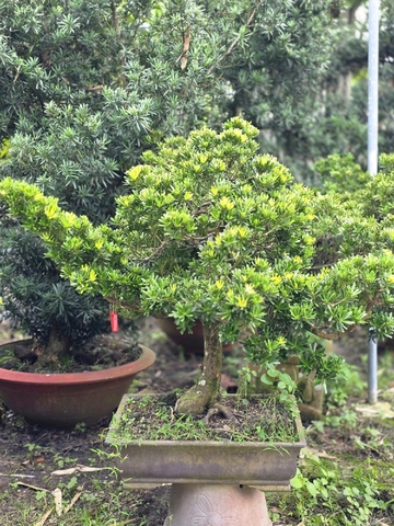 Tùng Kim Cương I-BS-TKC-008