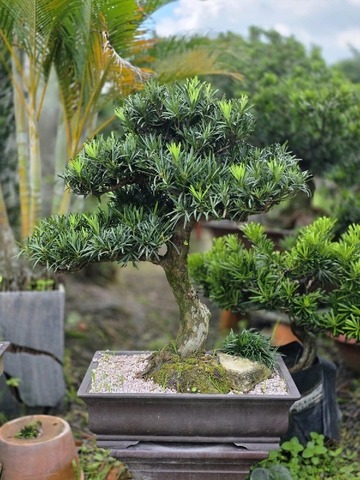 Vạn Niên Tùng I-BS-VNT-005