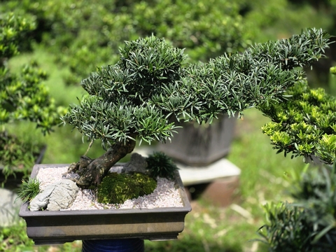 Vạn Niên Tùng I-BS-VNT-006