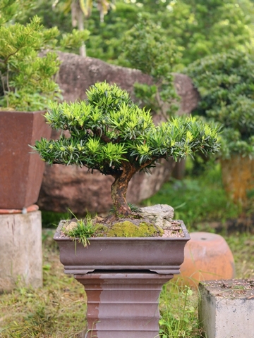 Vạn Niên Tùng I-BS-VNT-007