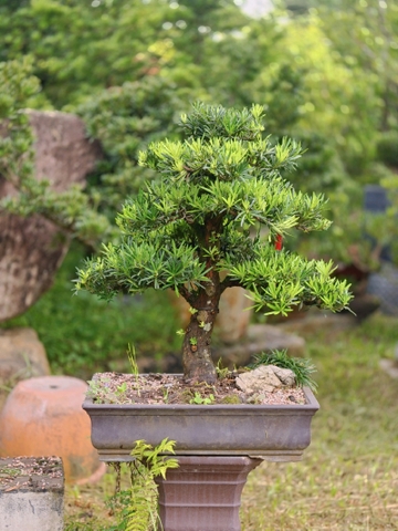 Vạn Niên Tùng I-BS-VNT-008