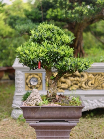 Vạn Niên Tùng I-BS-VNT-009
