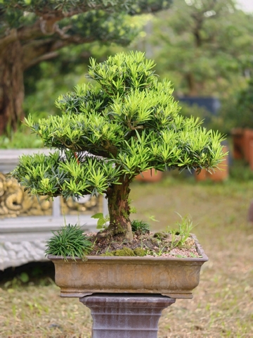 Vạn Niên Tùng I-BS-VNT-010