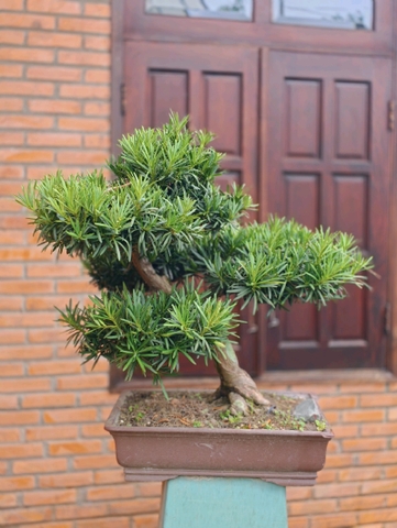 Vạn Niên Tùng I-BS-VNT-011
